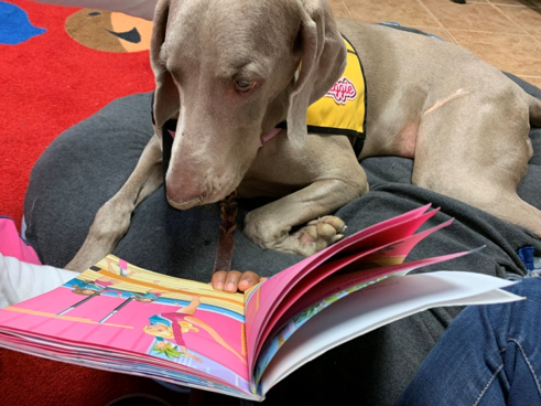 therapy dog reading book